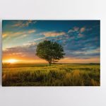 Romantiškas saulėlydis laukuose su medžiu (JG00000148)