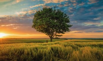 Romantiškas saulėlydis laukuose su medžiu (JG00000148) - Image 5