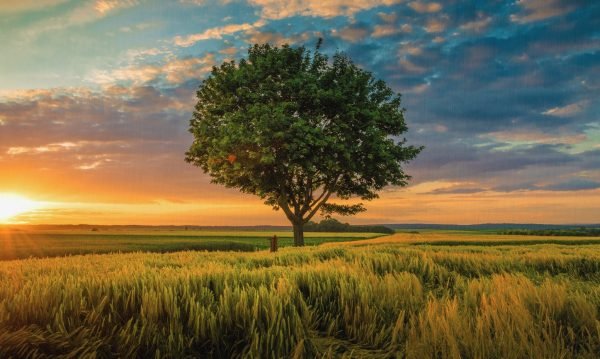 Romantiškas saulėlydis laukuose su medžiu (JG00000148) - Image 5