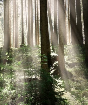 Įspūdingas Saulėtekis miške (JG00000080) - Image 5