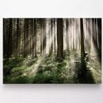 Įspūdingas Saulėtekis miške (JG00000080)