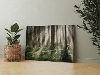 Įspūdingas Saulėtekis miške (JG00000080) - Image 2