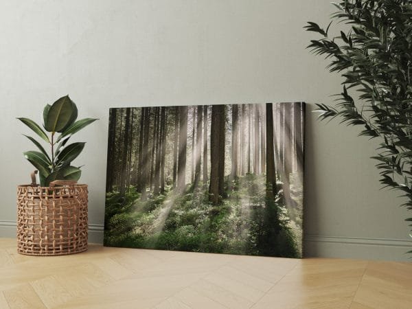 Įspūdingas Saulėtekis miške (JG00000080) - Image 2