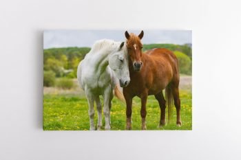 Miela Žirgų pora (JG00001341)