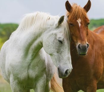 Miela Žirgų pora (JG00001341) - Image 4