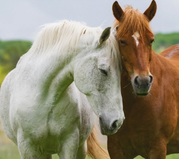 Miela Žirgų pora (JG00001341) - Image 4