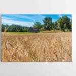 Auksiniai Rugiai Lietuviškame kaime (JG00002441)