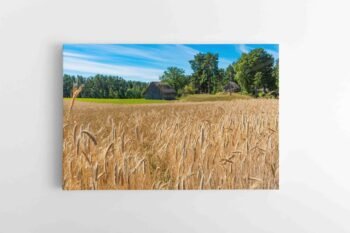 Auksiniai Rugiai Lietuviškame kaime (JG00002441)