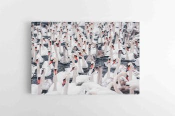 Gulbių Pulkas (JG00002485)