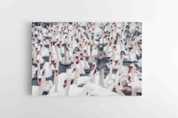 Gulbių Pulkas (JG00002485)