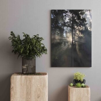 Rūkas miške (JG00002510)