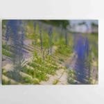 Miesto gėlės (JG00002521)