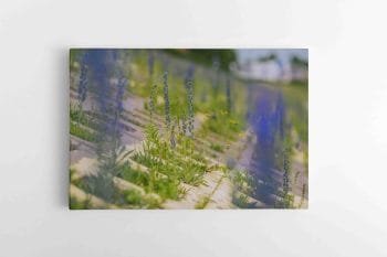 Miesto gėlės (JG00002521)