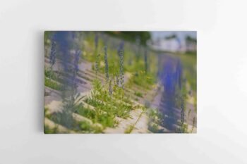 Miesto gėlės (JG00002521)