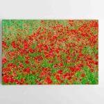 Raudonų Gėlių pieva (JG00002474)