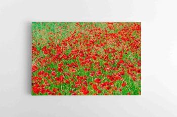 Raudonų Gėlių pieva (JG00002474)