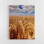 Auksinis rugių laukas (JG00002507)