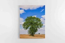 Paveikslas ant drobės