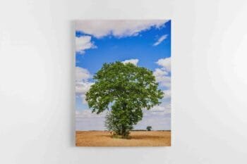 Paveikslas ant drobės