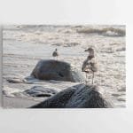 Jūros sergėtojai (JG00002578)