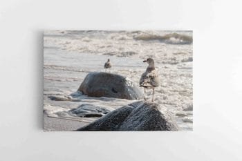 Jūros sergėtojai (JG00002578)