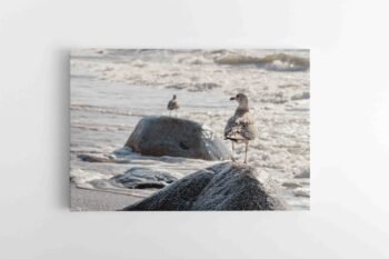 Jūros sergėtojai (JG00002578)