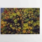 Įvairiaspalviai Lietuvos miškai (JG00002589)