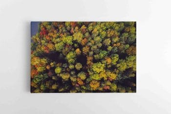 Įvairiaspalviai Lietuvos miškai (JG00002589)