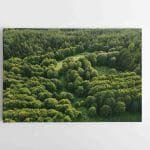 Mistinis Lietuviškas miškas (JG00002620)