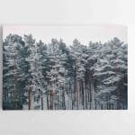 Žiemiški medžiai miške (JG00002684)