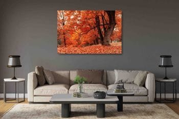 Rudens miškas (JG00002686) - Image 2