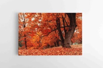 Rudens miškas (JG00002686)