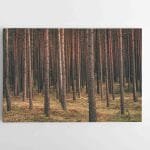 Ramus miškas (JG00002721)