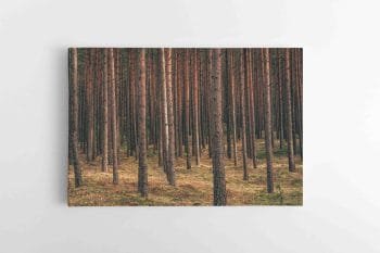 Ramus miškas (JG00002721)