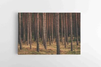 Ramus miškas (JG00002721)