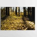 Miško Gėlės (JG00002724)