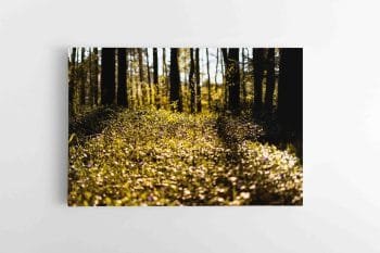 Miško Gėlės (JG00002724)