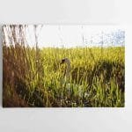 Gražioji Gulbė (JG00002741)