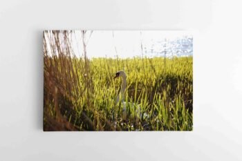 Gražioji Gulbė (JG00002741)