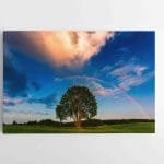 Nuostabus Kraštovaizdis su medžiu ir Vaivorykšte (JG00002744)