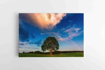 Nuostabus Kraštovaizdis su medžiu ir Vaivorykšte (JG00002744)