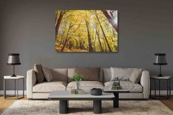 Auksiniai medžiai miške (JG00002781) - Image 2