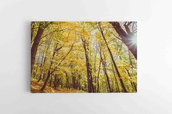 Auksiniai medžiai miške (JG00002781)