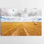 Auksiniai Lietuvos laukai (JG00002782)