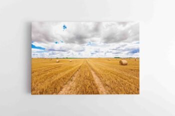 Auksiniai Lietuvos laukai (JG00002782)