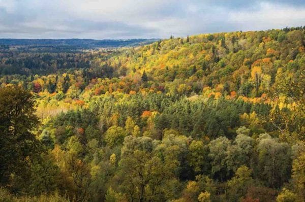 Nuostabūs Lietuvos miškai (JG00002738-1) - Image 2