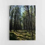 Lietuvos miškų vaizdai (JG00002745)