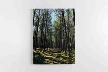 Lietuvos miškų vaizdai (JG00002745)