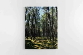 Lietuvos miškų vaizdai (JG00002745)