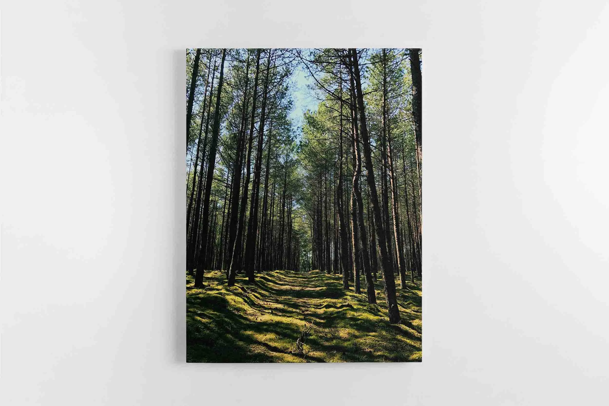 2745 Lietuvos miškų vaizdai (JG00002745) - Image 1